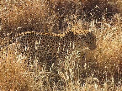 Leopard auf der Duesternbrook Farm, Namibia