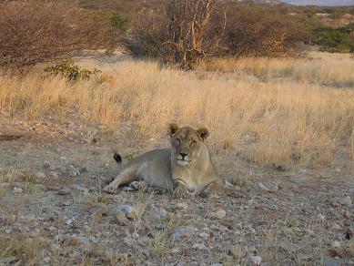 L�win auf der Kavita Lion Lodge, Namibia